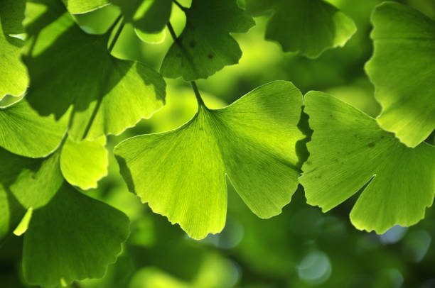 Ginkgo Biloba