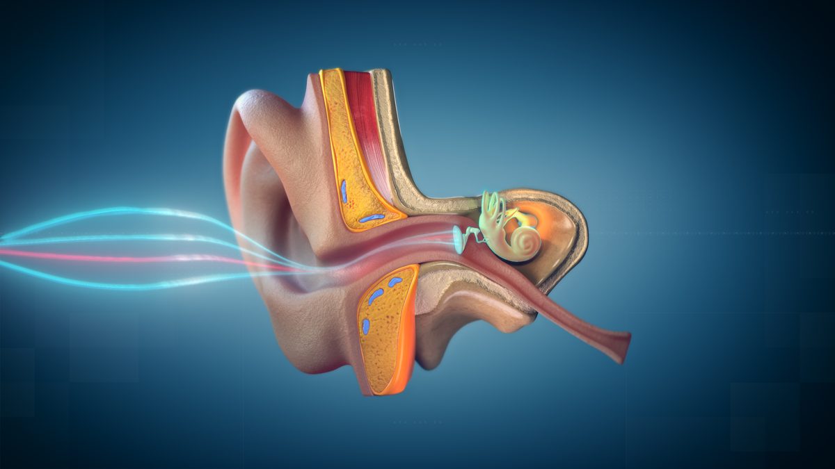 The Vestibular System